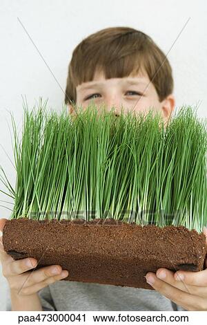 Boy holding grass in front of face, looking at camera View Large Photo Image Stock Image - Boy holding grass in front of face, looking at camera. Fotosearch