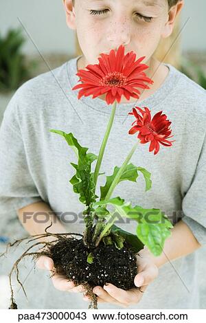 Boy smelling uprooted flowers held in cupped hands, eyes closed View Large Photo Image Stock Image - Boy smelling uprooted flowers held in cupped hands, eyes closed. Fotosearch