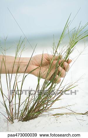 Cropped view of hand touching dune grass, close-up View Large Photo Image Stock Photo - Cropped view of hand touching dune grass, close-up. Fotosearch