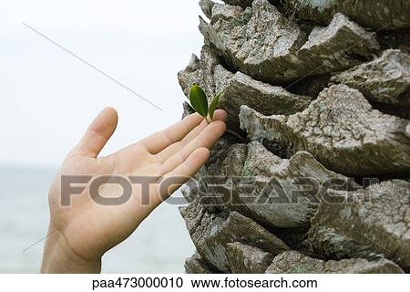 Cropped view of hand touching leaf growing out of palm tree trunk, close-up View Large Photo Image Stock Image - Cropped view of hand touching leaf growing out of palm tree trunk, close-up. Fotosearch