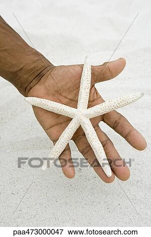 Hand holding starfish, close-up View Large Photo Image Stock Photo - Hand holding starfish, close-up. Fotosearch