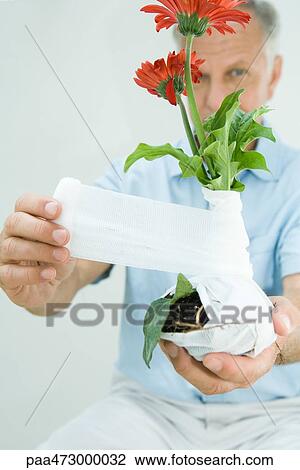 Man bandaging flowers with gauze, close-up View Large Photo Image Stock Image - Man bandaging flowers with gauze, close-up. Fotosearch