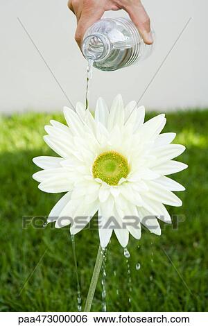 Person watering daisy with water bottle, cropped view View Large Photo Image Stock Photograph - Person watering daisy with water bottle, cropped view. Fotosearch