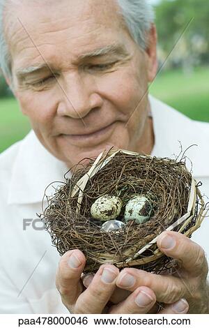 Stock Photograph - Senior man holding bird's nest, close-up. Fotosearch