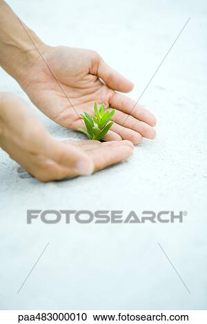Cupped hands next to plant sprig, cropped view View Large Photo Image Stock Image - Cupped hands next to plant sprig, cropped view. Fotosearch