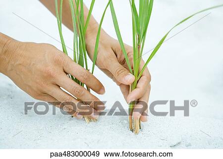 Hands holding dune grass growing in sand, close-up View Large Photo Image Stock Photo - Hands holding dune grass growing in sand, close-up. Fotosearch