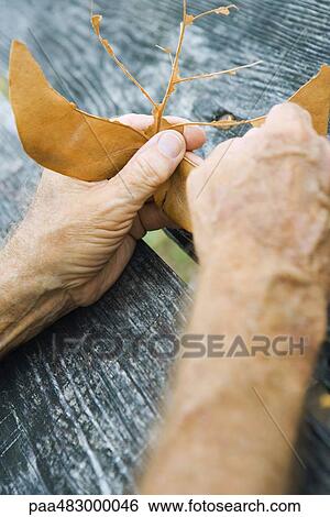 Stock Photograph - Hands tearing leaf, cropped view, close-up. Fotosearch