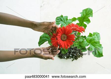 Hands touching gerbera daisies, viewed from directly above View Large Photo Image Stock Image - Hands touching gerbera daisies, viewed from directly above. Fotosearch