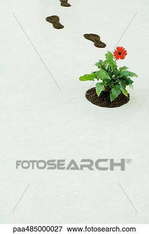 Flower and soil footprints View Large Photo Image Stock Photo - Flower and soil footprints. Fotosearch