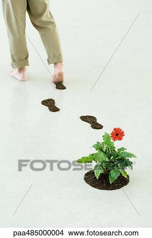 Man leaving footprints of soil as he walks by flower, cropped view View Large Photo Image Picture - Man leaving footprints of soil as he walks by flower, cropped view. Fotosearch