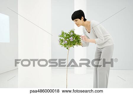 Stock Photo - Woman indoors, bending over, smelling flowering tree, side view. Fotosearch