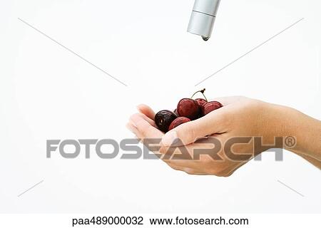 Stock Image - Woman holding handful of cherries under faucet, cropped view of hands. Fotosearch