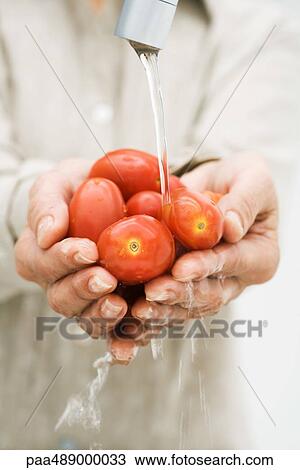 Stock Image - Woman rinsing handful of tomatoes under faucet, cropped view of hands. Fotosearch
