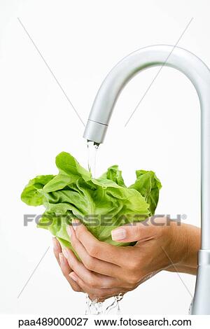 Stock Photo - Woman rinsing lettuce under faucet, cropped view of hands. Fotosearch