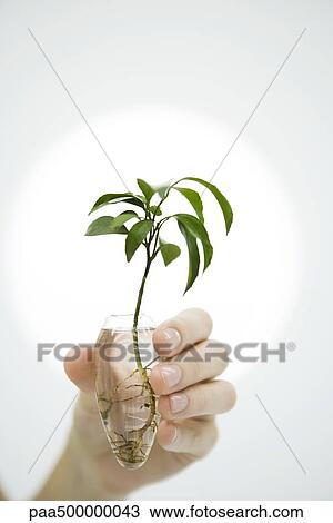 Hand holding plant in vase of water, close-up View Large Photo Image Stock Image - Hand holding plant in vase of water, close-up. Fotosearch