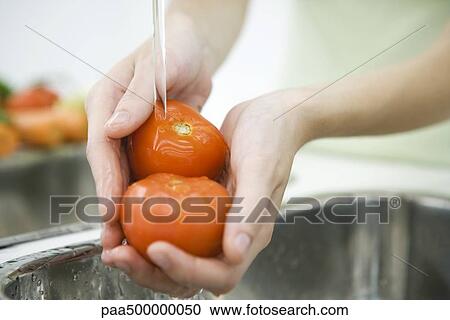 Stock Image - Person rinsing tomatoes in sink, cropped view of hands. Fotosearch