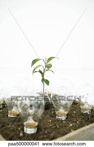 Stock Image - Seedling and light bulbs planted in soil. Fotosearch