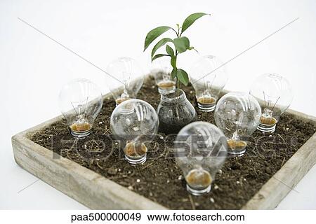 Stock Photo - Seedling and light bulbs planted in tray of soil. Fotosearch
