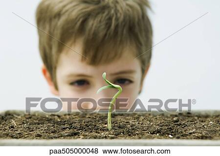 Stock Photo - Boy looking at seedling, cropped view. Fotosearch