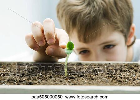 Boy touching seedling, cropped view View Large Photo Image Stock Image - Boy touching seedling, cropped view. Fotosearch