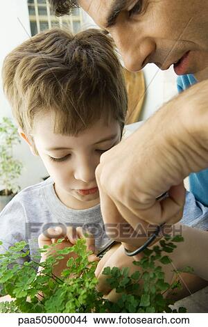 Father and son pruning plant together View Large Photo Image Picture - Father and son pruning plant together. Fotosearch