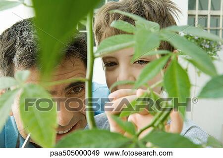 Father and son pruning plant together, smiling View Large Photo Image Stock Photo - Father and son pruning plant together, smiling. Fotosearch