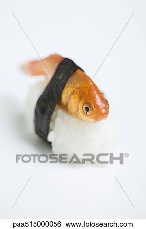 金魚 準備された ように Nigiri 寿司 クローズアップ 画像コレクション Paa Fotosearch