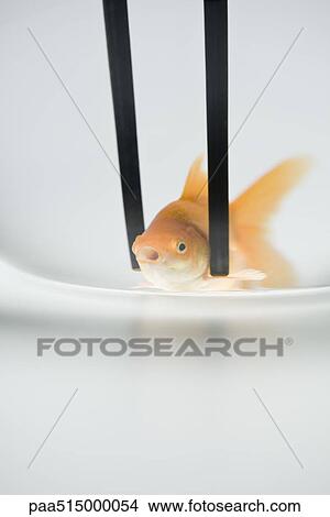 Chopsticks holding goldfish, close-up View Large Photo Image Picture - Chopsticks holding goldfish, close-up. Fotosearch