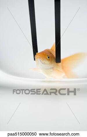 Goldfish held with chopsticks, close-up View Large Photo Image Stock Image - Goldfish held with chopsticks, close-up. Fotosearch