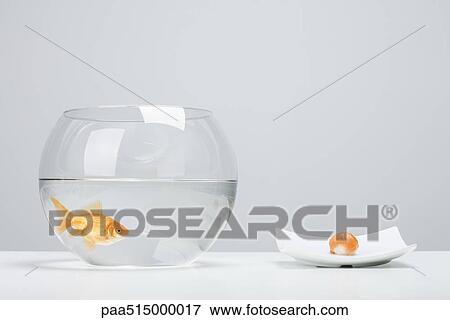 Goldfish in bowl beside single piece of salmon nigiri sushi View Large Photo Image Stock Photo - Goldfish in bowl beside single piece of salmon nigiri sushi. Fotosearch