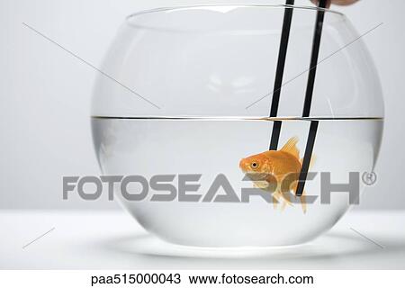 Goldfish in fishbowl caught by pair of chopsticks View Large Photo Image Stock Image - Goldfish in fishbowl caught by pair of chopsticks. Fotosearch
