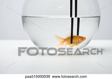 Goldfish in fishbowl caught by pair of chopsticks View Large Photo Image Stock Photo - Goldfish in fishbowl caught by pair of chopsticks. Fotosearch