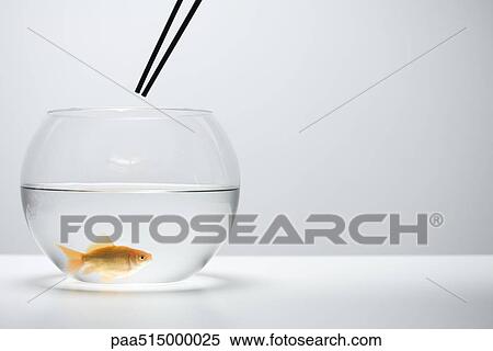 Goldfish swimming in fishbowl, chopsticks held above View Large Photo Image Stock Photography - Goldfish swimming in fishbowl, chopsticks held above. Fotosearch