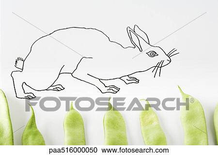 Drawing of rabbit walking on fresh pea pods View Large Photo Image Stock Image - Drawing of rabbit walking on fresh pea pods. Fotosearch