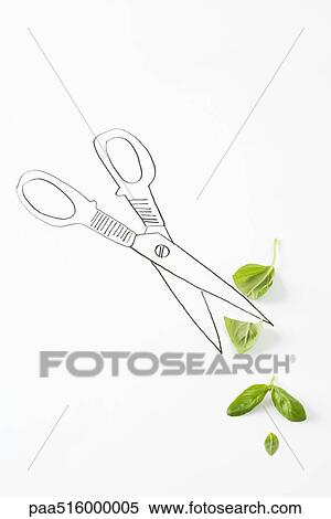 Drawing of scissors cutting basil leaves View Large Photo Image Stock Photography - Drawing of scissors cutting basil leaves. Fotosearch