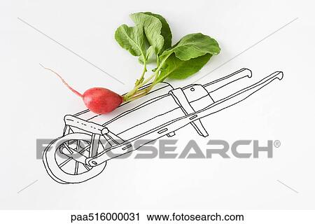 Fresh radish on drawing of cart View Large Photo Image Stock Image - Fresh radish on drawing of cart. Fotosearch