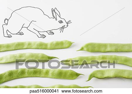 Rabbit walking on fresh pea pods View Large Photo Image Stock Image - Rabbit walking on fresh pea pods. Fotosearch