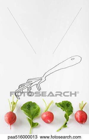 Radishes and arugula lined up below drawing of gardening fork View Large Photo Image Stock Image - Radishes and arugula lined up below drawing of gardening fork. Fotosearch