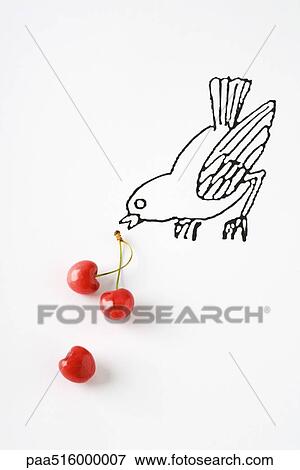 Ripe cherries and drawing of bird View Large Photo Image Stock Photo - Ripe cherries and drawing of bird. Fotosearch
