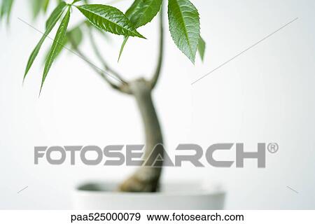 Close-up of potted silk floss tree, cropped View Large Photo Image Stock Photo - Close-up of potted silk floss tree, cropped. Fotosearch