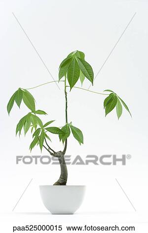 Potted silk floss tree View Large Photo Image Stock Photography - Potted silk floss tree. Fotosearch