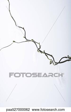 Stock Image - Feathers hanging from branch. Fotosearch