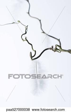 Feathers hanging from branch View Large Photo Image Stock Photo - Feathers hanging from branch. Fotosearch