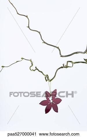 Flower ornament hanging from bare tree branch View Large Photo Image Stock Image - Flower ornament hanging from bare tree branch. Fotosearch