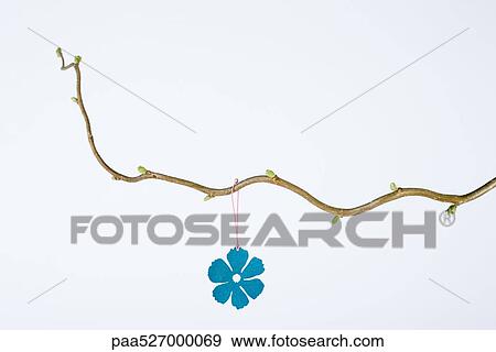 Stock Photo - Flower ornament hanging from branch with new leaf buds. Fotosearch
