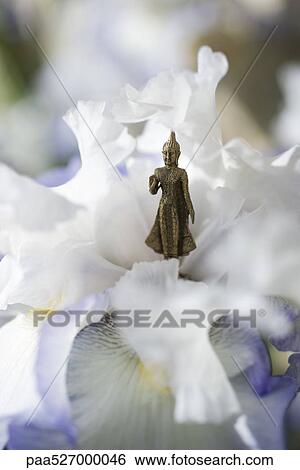 Miniature Buddha figurine standing in center of iris View Large Photo Image Stock Photograph - Miniature Buddha figurine standing in center of iris. Fotosearch