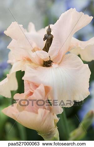 Stock Image - Miniature Buddha statue in center of iris. Fotosearch