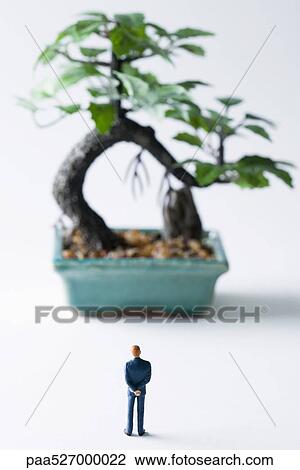 Stock Image - Miniature man looking at potted bonsai tree, rear view. Fotosearch