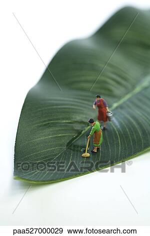 Miniature women mopping puddle on leaf View Large Photo Image Stock Photo - Miniature women mopping puddle on leaf. Fotosearch