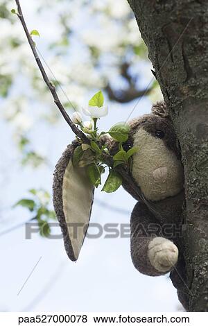 Stuffed rabbit in tree, peeking at camera View Large Photo Image Stock Photo - Stuffed rabbit in tree, peeking at camera. Fotosearch